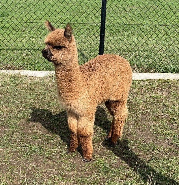 Alpaca hengstje, Juin, Mâle