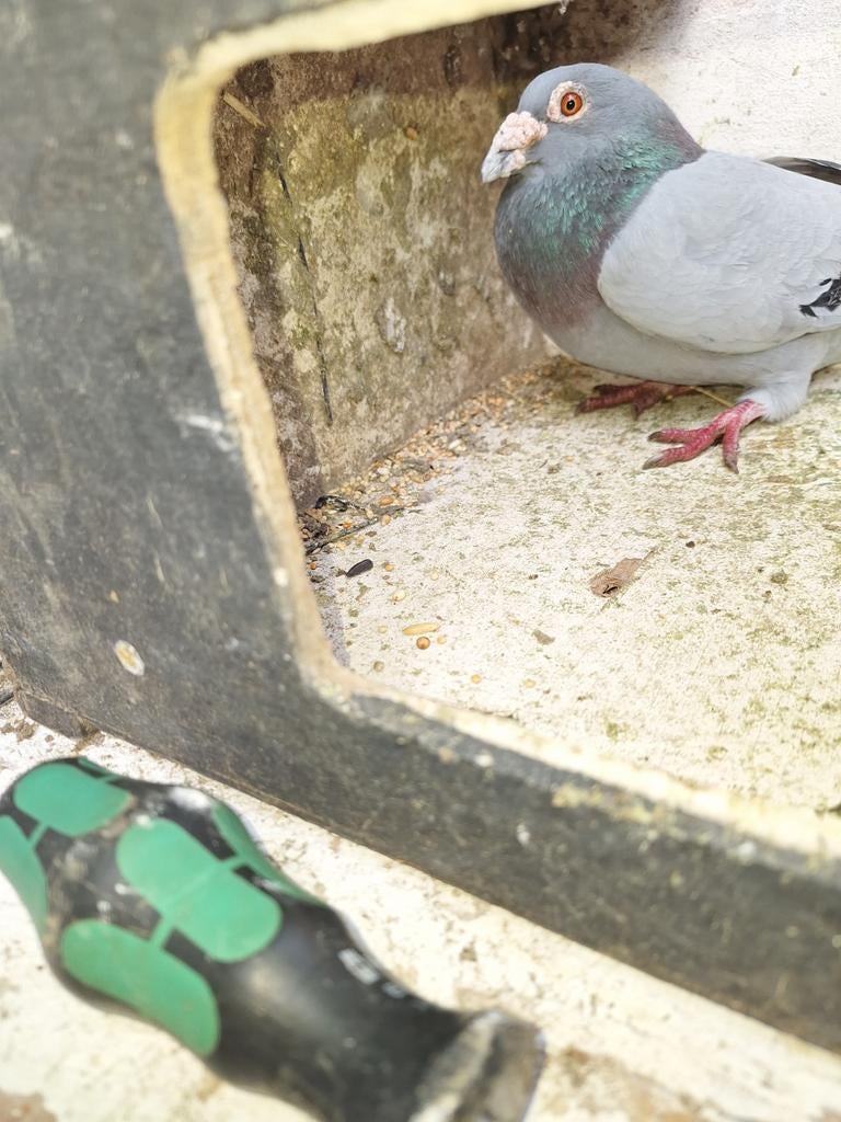 Mooie postduif, Dieren en Toebehoren, Vogels | Duiven, Postduif