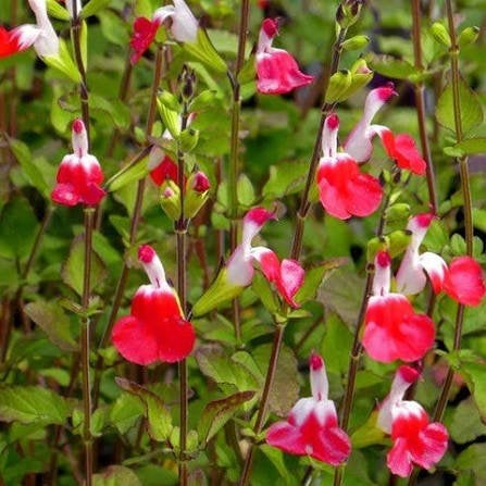 Salvia Hot Lips, Tuin en Terras, Ophalen