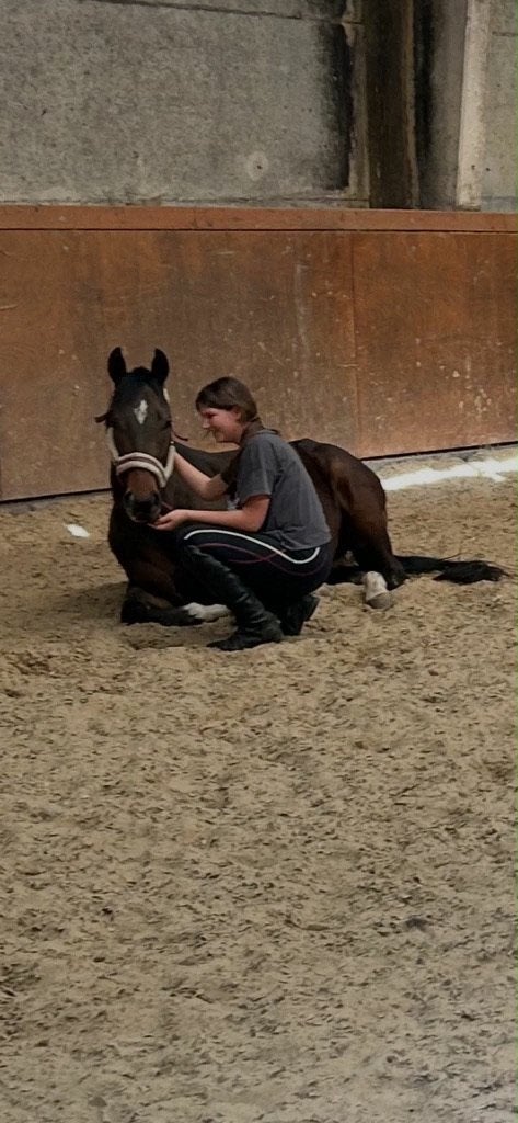 Volbloed, Dieren en Toebehoren, Minder dan 160 cm, Ruin, Niet van toepassing, 3 tot 6 jaar