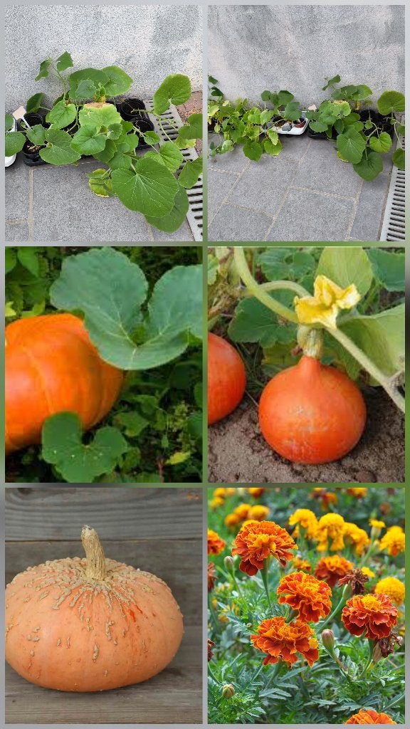 Bio planten oranje pompoenen en galeux/pompoen/goudsbloemen, Tuin en Terras, Ophalen, Eenjarig, Groenteplanten, Volle zon