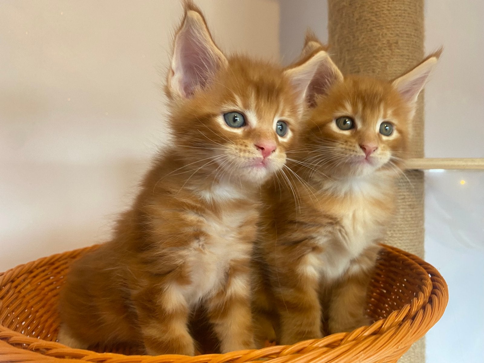 Superlieve maine coon katertjes beschikbaar! (HK20308283), Kater, Gechipt, 0 tot 2 jaar