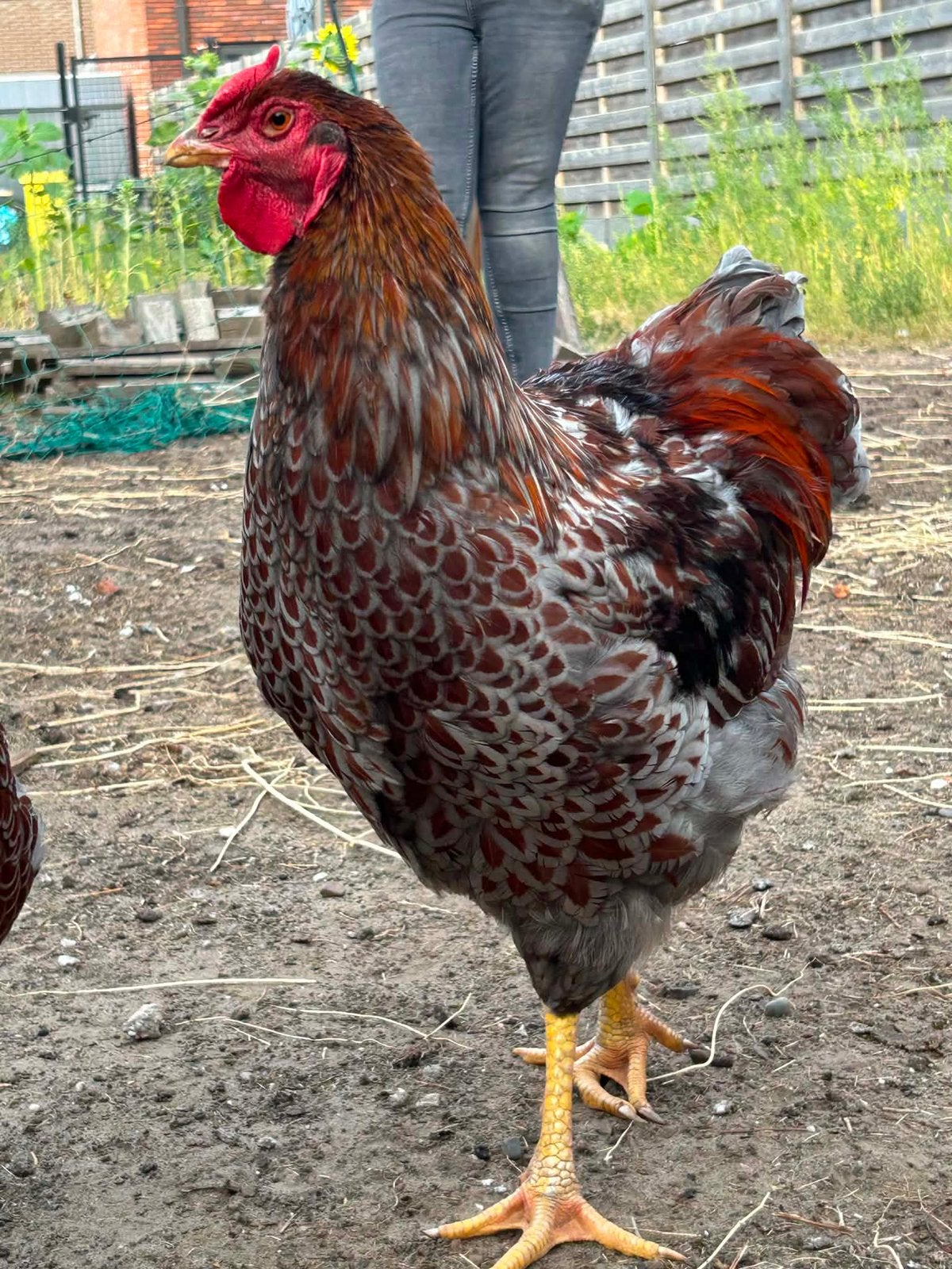 Wyandotte goud blauwgezoomd groothoen haan, Dieren en Toebehoren, Pluimvee