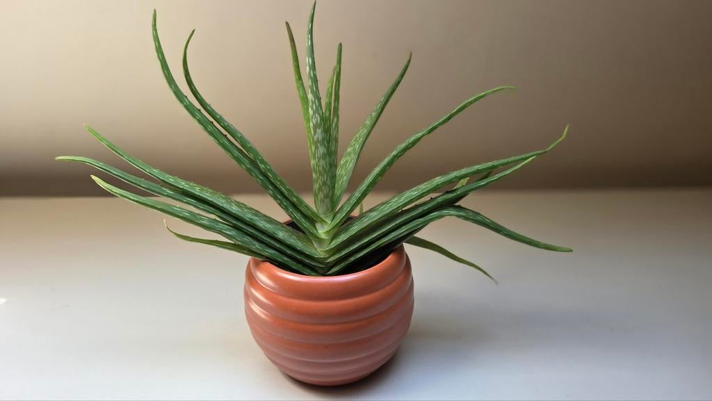 Aloë Vera in keramische bloempot, Ophalen, Vetplant