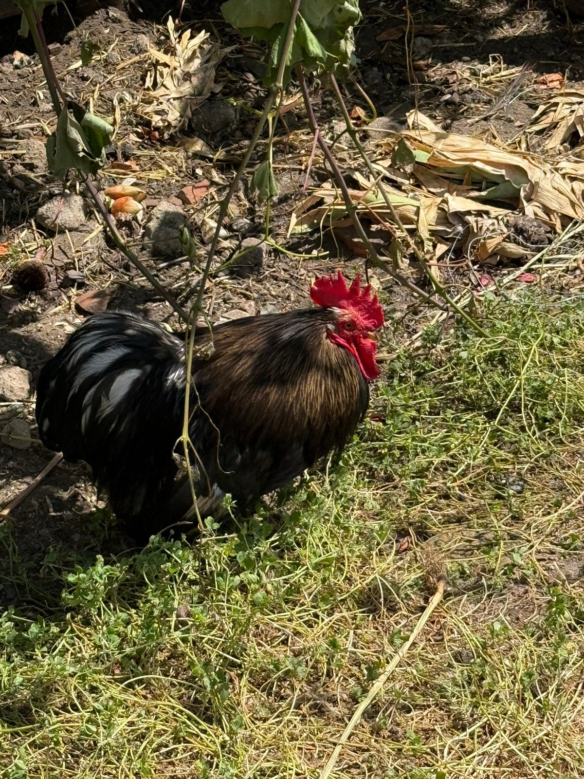 Haan, Dieren en Toebehoren, Mannelijk