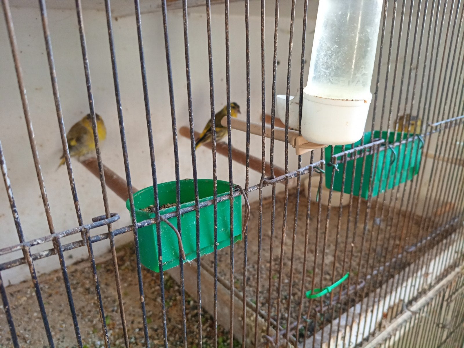 sijzen, Dieren en Toebehoren, Vogels | Overige Vogels