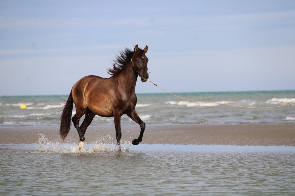 Zwarte PRE hengst 2,5j - rustig type met super afstamming, Met stamboom, Dressuurpaard, 0 tot 2 jaar, Hengst