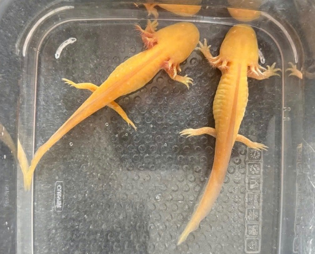 Golden albino axolotls