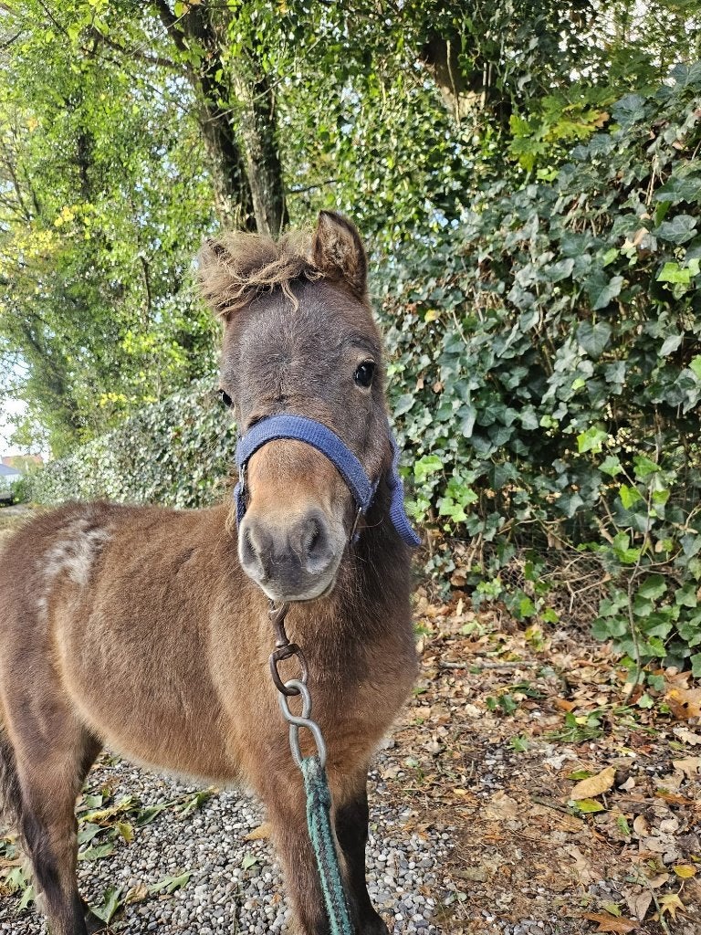 meerdere shetlanders, Dieren en Toebehoren, Merrie, Minder dan 160 cm, Met stamboom