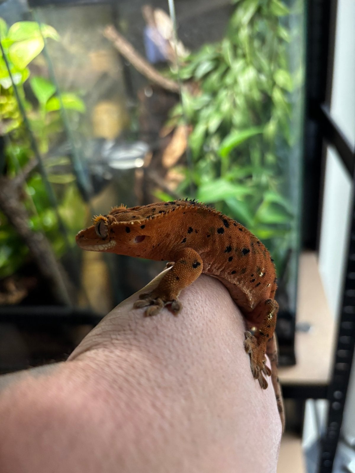 Wimpergekko dalmation redspot vrouwtje, Dieren en Toebehoren, Tam, 0 tot 2 jaar