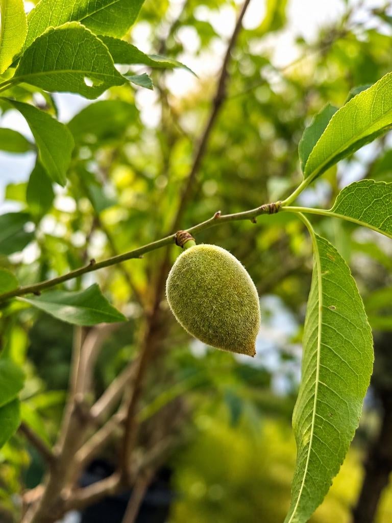 Amandelboom - Prunus Dulcis Filippo, Ophalen