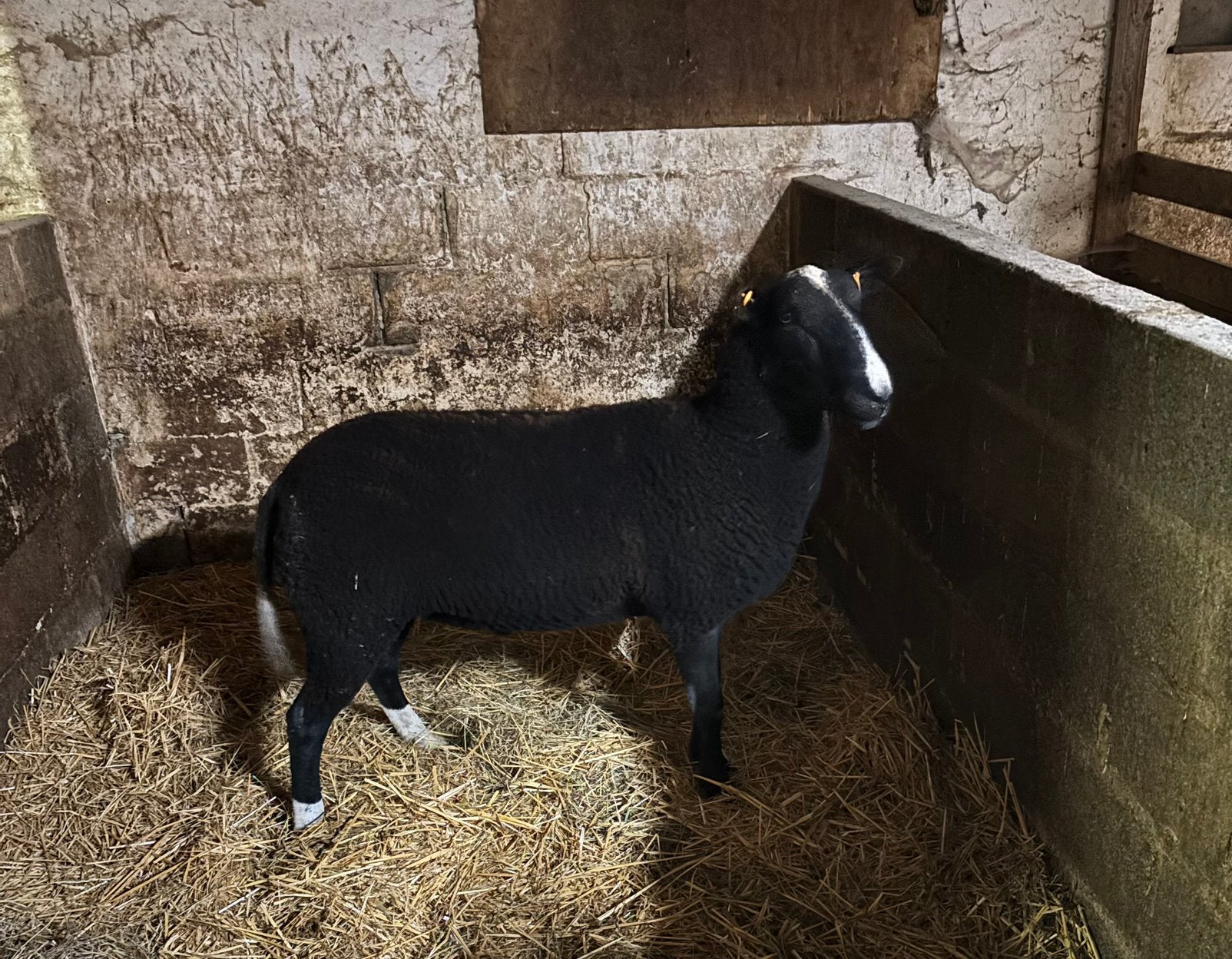 Zwartblas ram, Dieren en Toebehoren