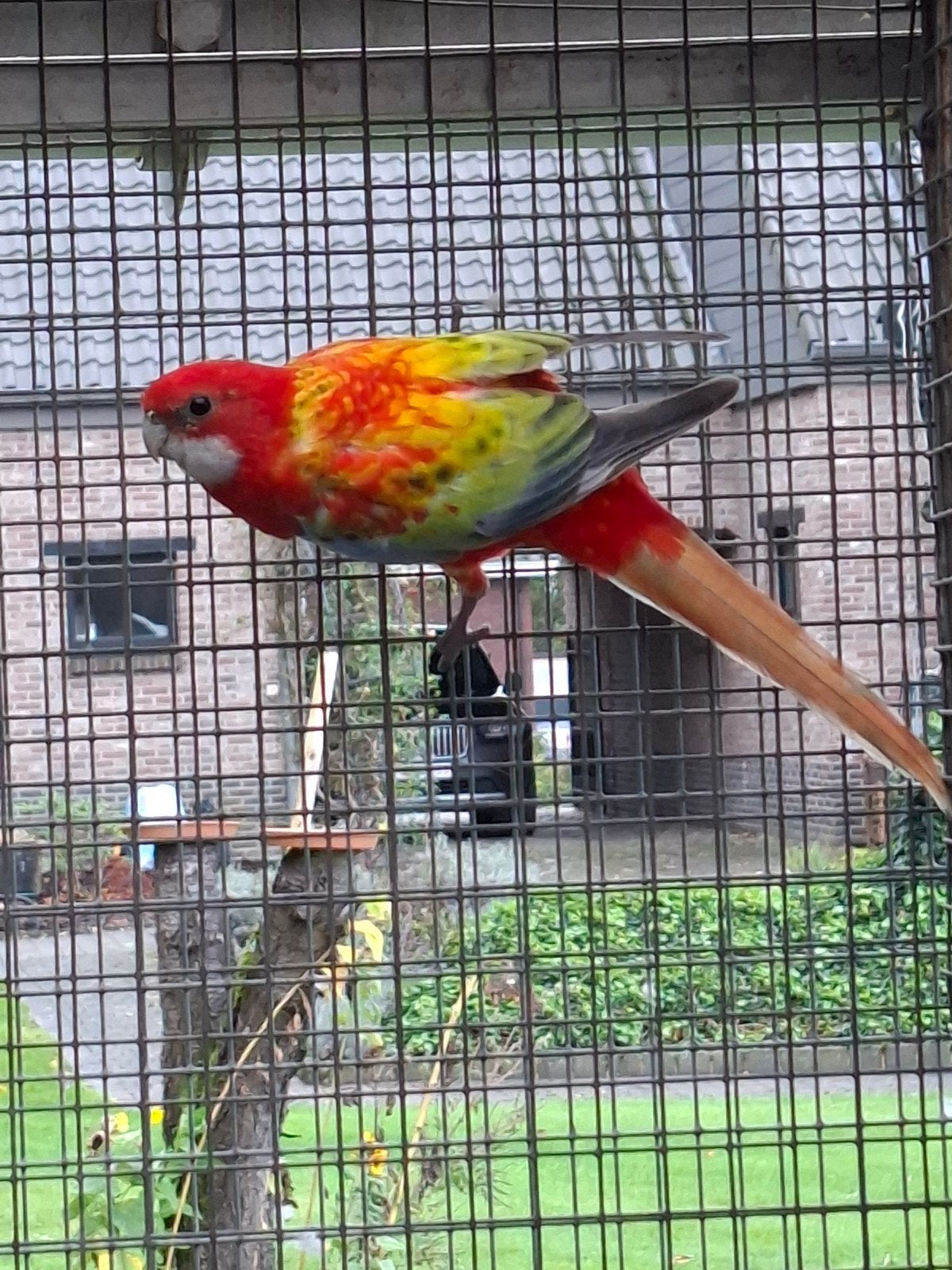 mutaties rosella's en bleekkoppen, Dieren en Toebehoren, Meerdere dieren, Parkiet, Geringd