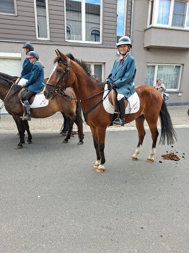 Ruiter gezocht, Dieren en Toebehoren, Paarden