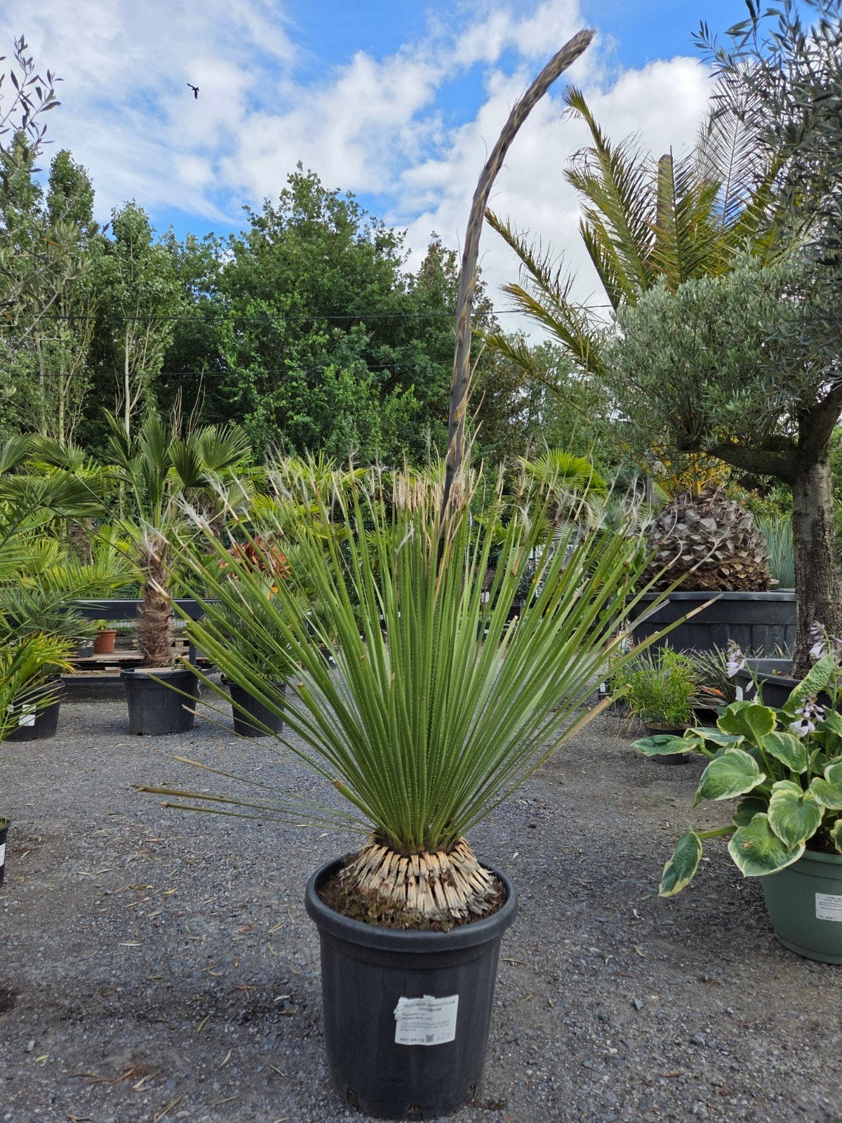 Dasylirion Serratifolium - grasboom, Ophalen
