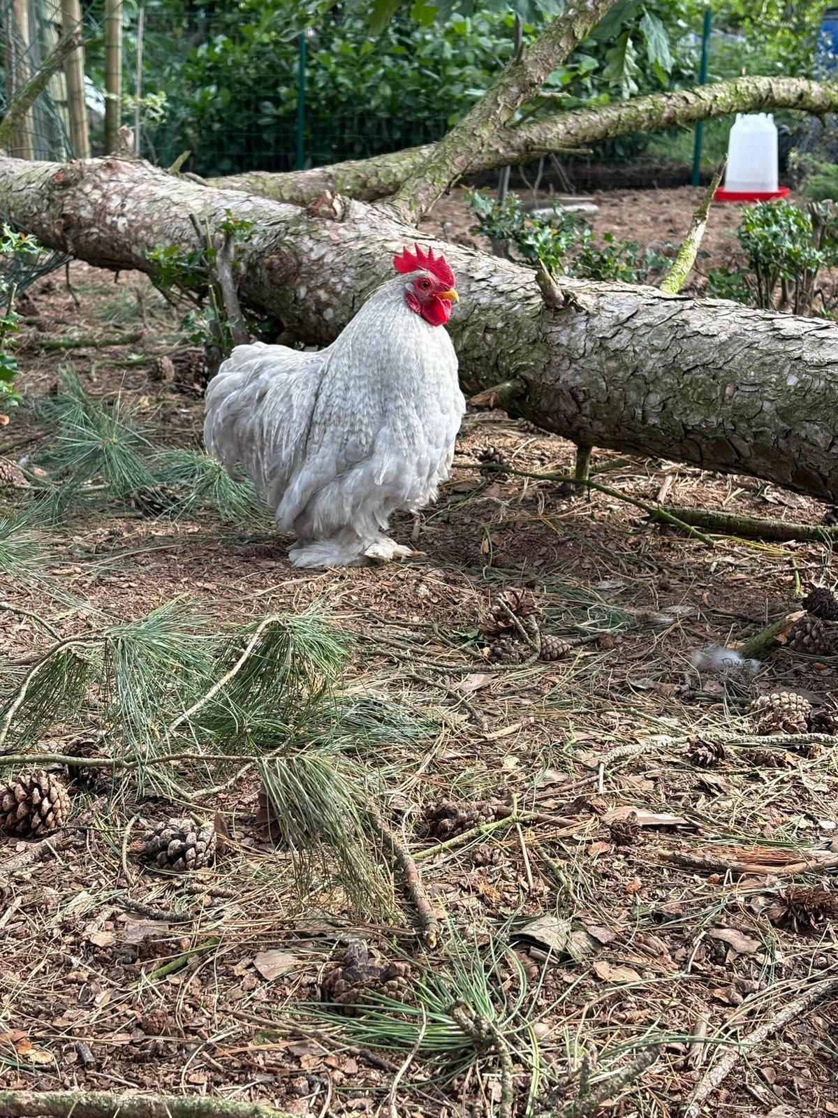 Cochin parelgrijskoekoek haan, Dieren en Toebehoren, Pluimvee, Mannelijk, Kip