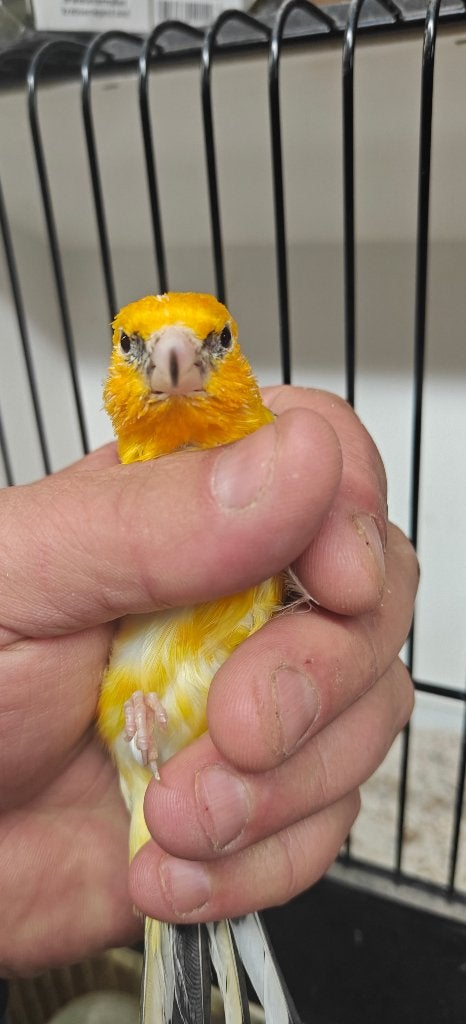 Major Geel XXL wildkleur witkop 2026, Dieren en Toebehoren, Mannelijk, Wildzangvogel, Geringd