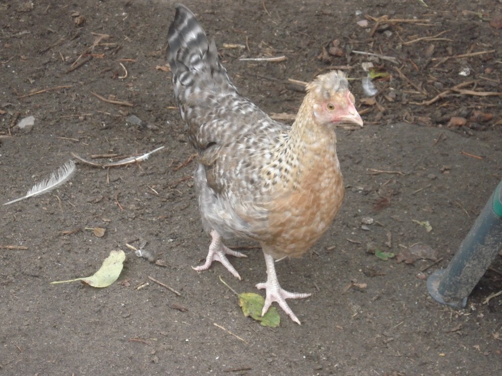 cream legbar hennen, Femelle, Poule ou poulet