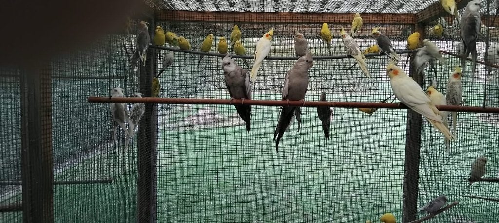 grasparkieten  TCB, Dieren en Toebehoren, Meerdere dieren, Parkiet
