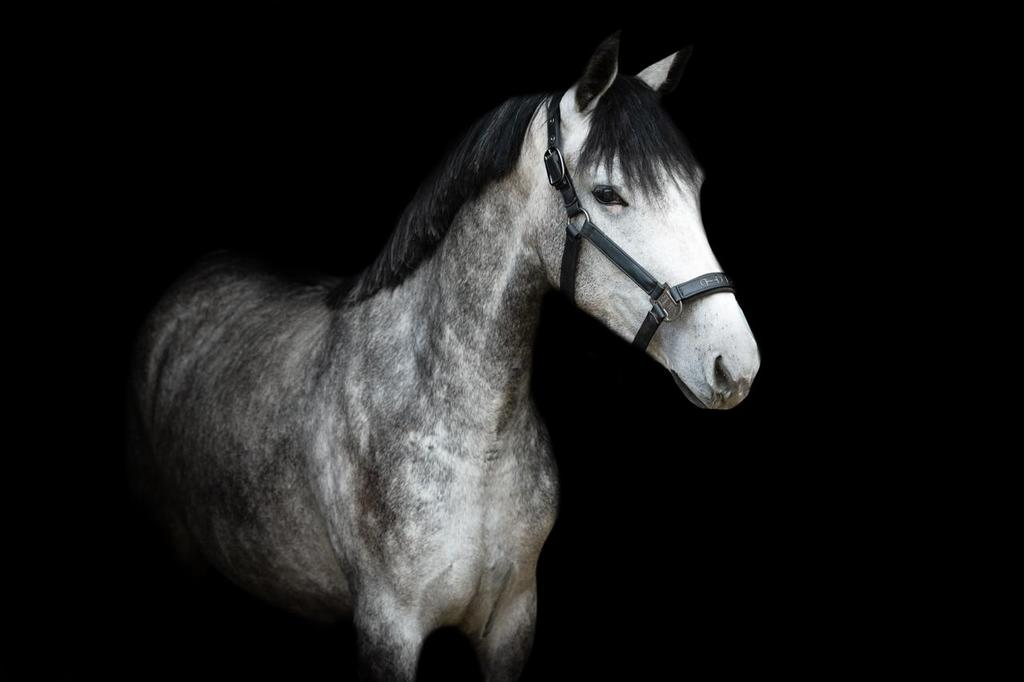 5 jarige merrie, Animaux & Accessoires, Poneys, Jument, B, Poney E (1.48 m - 1.57m), Poney de récréation, 3 à 6 ans, Avec puce électronique