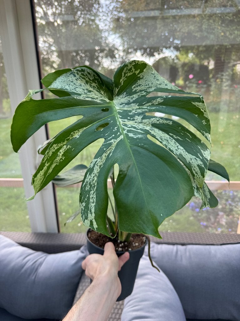 Monstera Bulbasaur xl, Maison & Meubles, Autres espèces, En pot, Plante à fleurs, Enlèvement