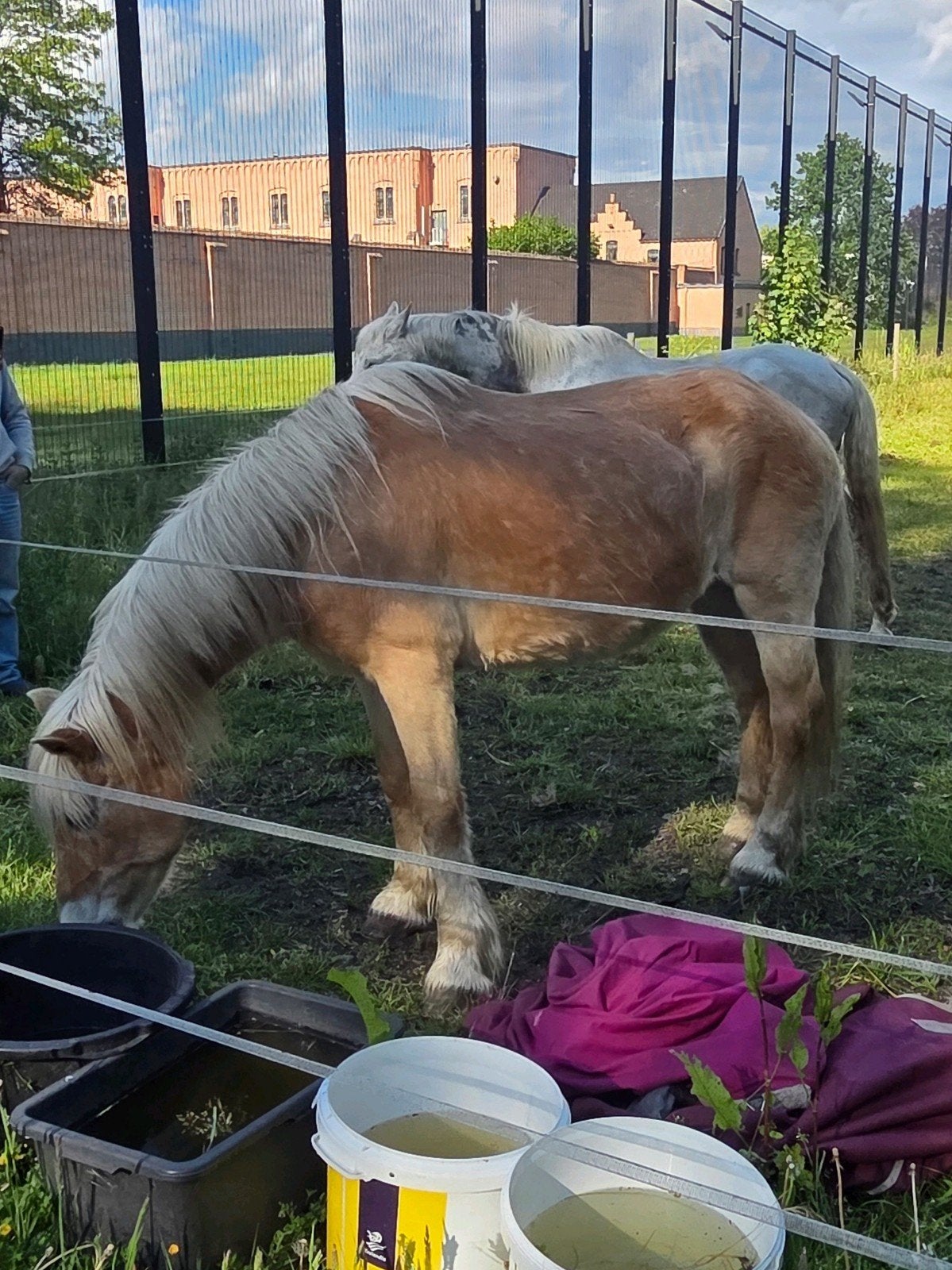 2 oude merrie's als weidemaatjes, Animaux & Accessoires, Poneys