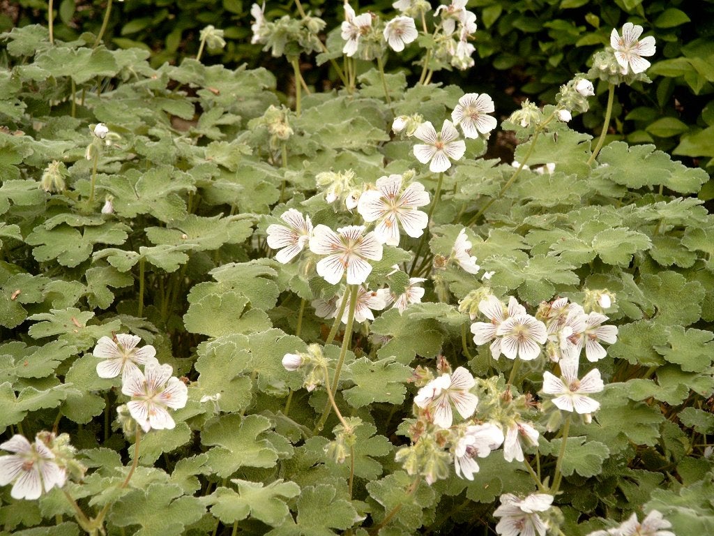 Geranium Renardii en andere, Tuin en Terras, Vaste plant, Halfschaduw, Zomer, Ophalen