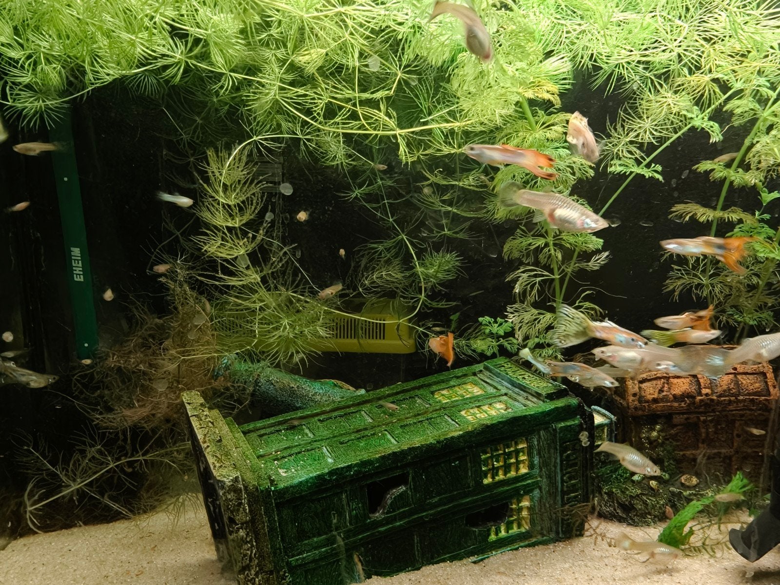 guppy baby's te koop, Dieren en Toebehoren, Vis, Zoetwatervis, Schoolvis