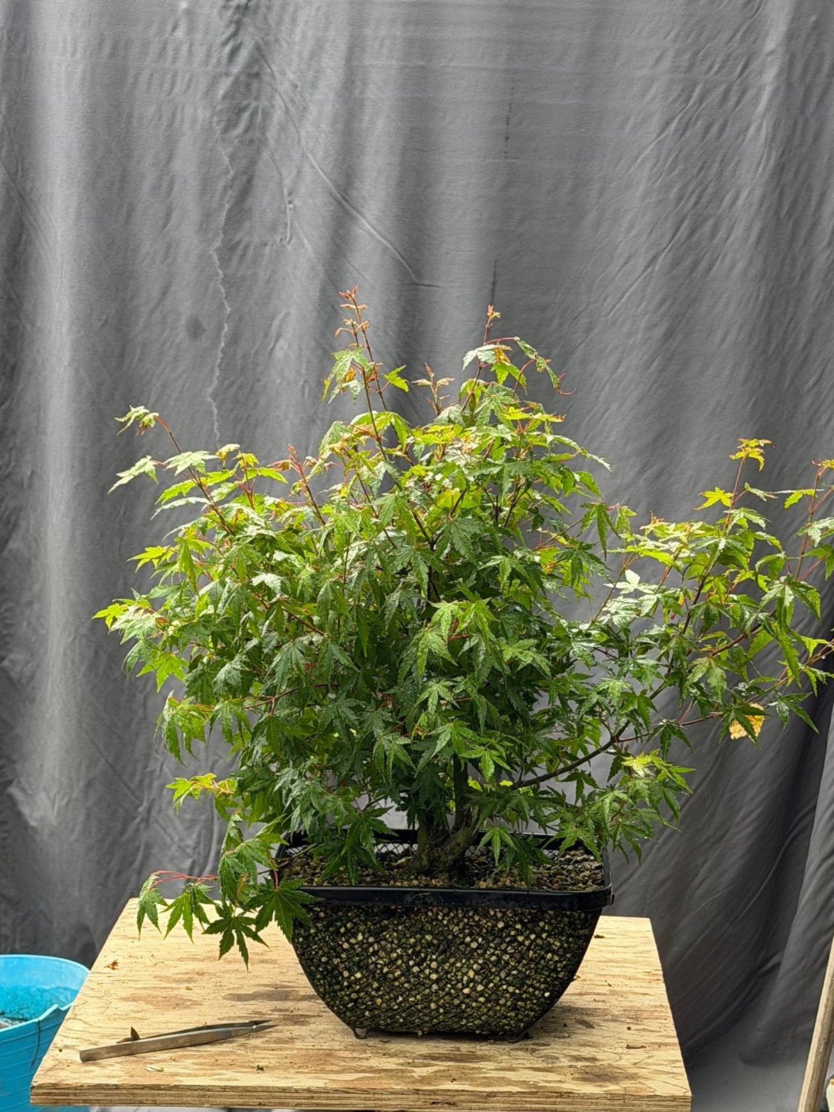 Bonsai acer palmatum, kabudachi style, Tuin en Terras, Ophalen