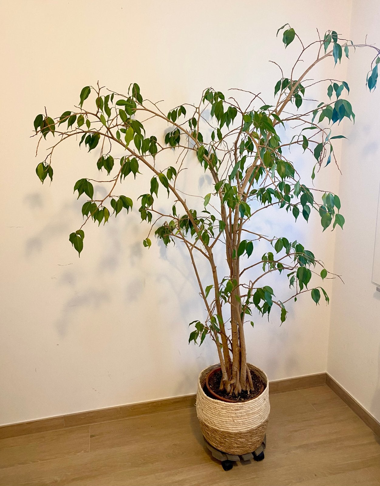 Grote kamerplant treurvijg te koop, Ophalen