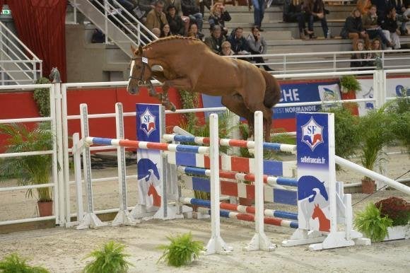 Meer dan 500 rietjes van meer dan 200 hengsten, ter veiling, Plusieurs animaux