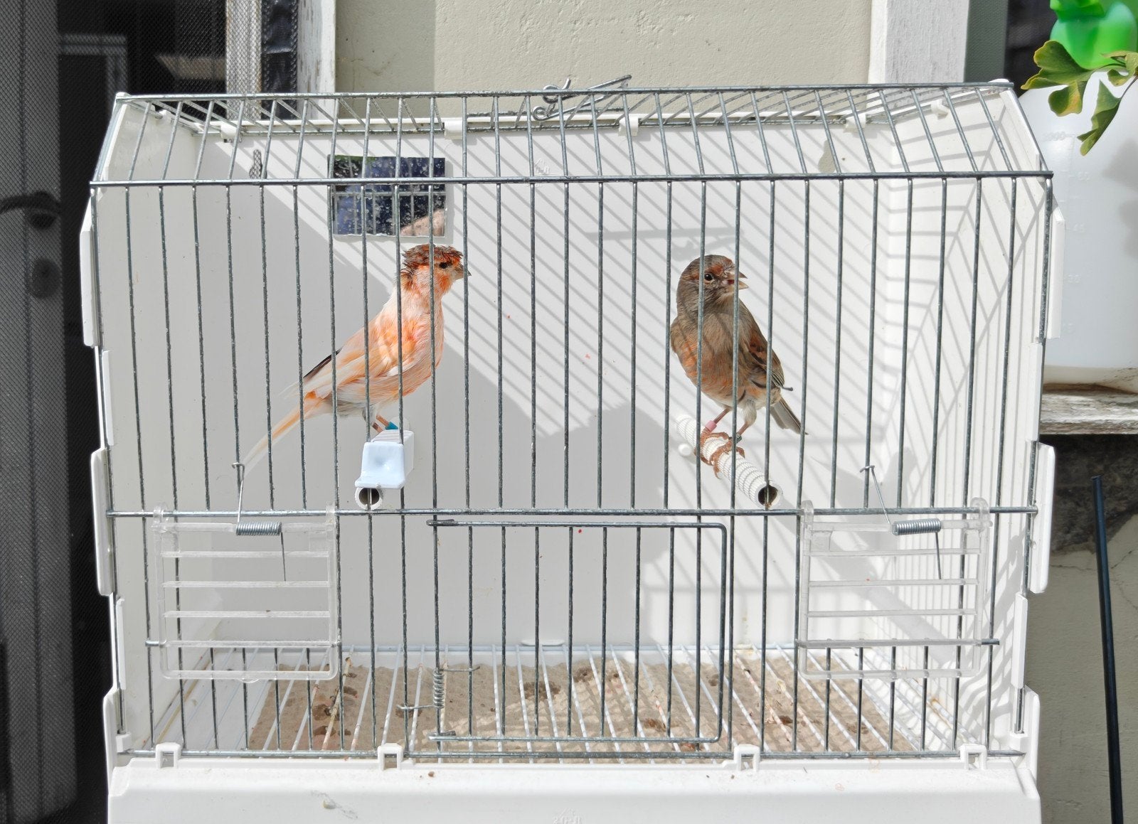 Portugese Harlekijnen, Dieren en Toebehoren, Meerdere dieren, Postuurkanarie