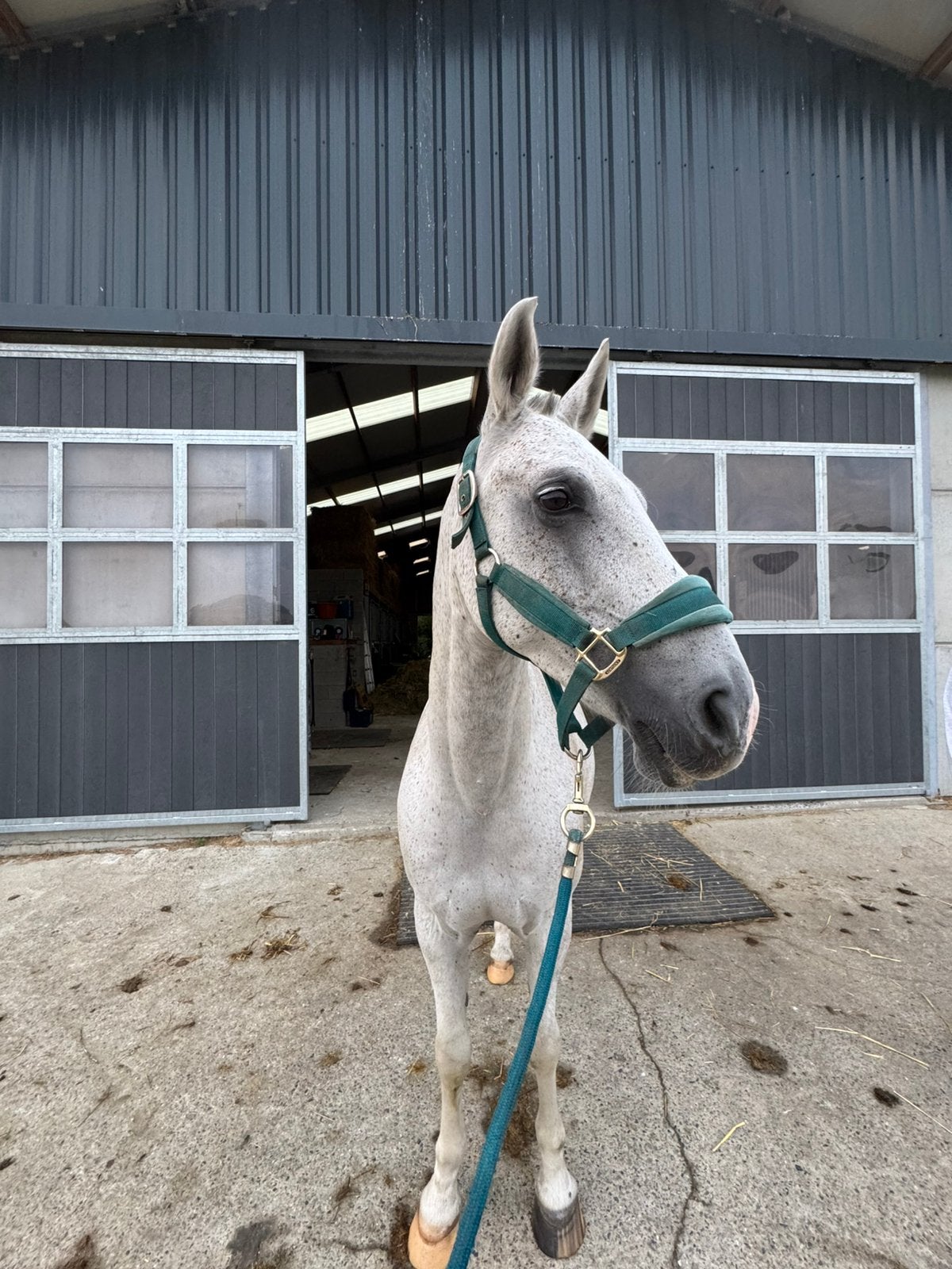 D-pony te koop, Gechipt, Ruin, 11 jaar of ouder, Recreatiepony