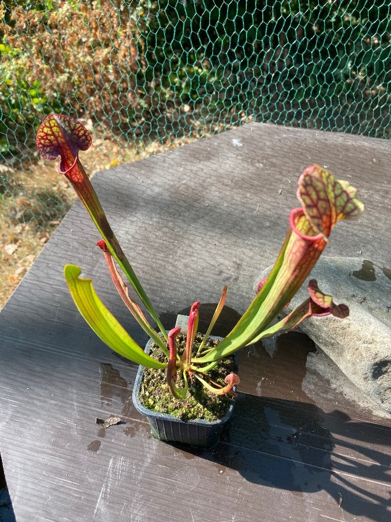 Sarracenia Mitchelliana x Flava Rugelii 7 cm pot, Tuin en Terras, Overige soorten, Volle zon, Vaste plant, Ophalen of Verzenden