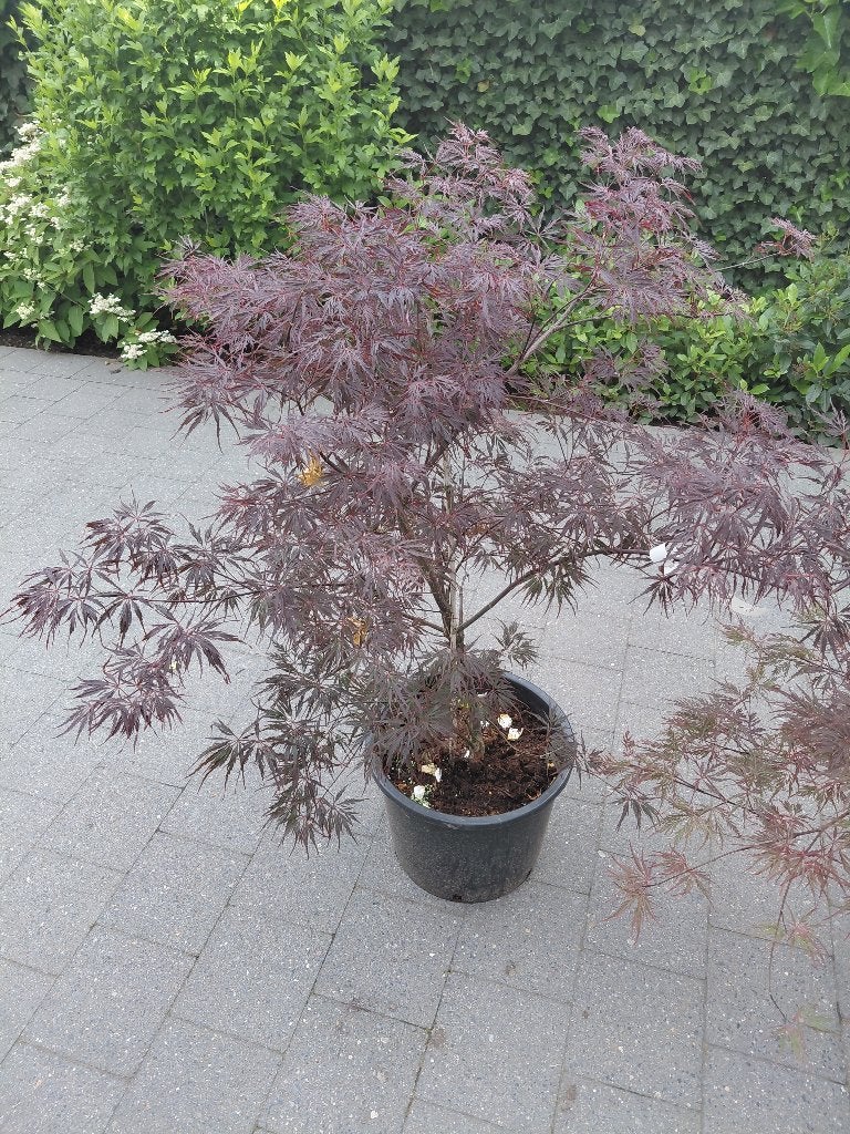 Acer Garnet, Tuin en Terras, Ophalen, Halfschaduw
