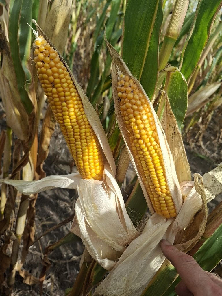 GRAIN DE MAÏS RECHERCHÉ, BON PRIX GARANTI, Articles professionnels, Enlèvement