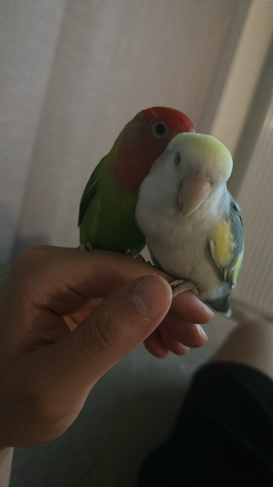 Liefdevolle thuis gezocht voor Matcha & Mango, Animaux & Accessoires, Oiseaux | Perruches & Perroquets, Sexe inconnu, Perroquet nain ou Inséparable