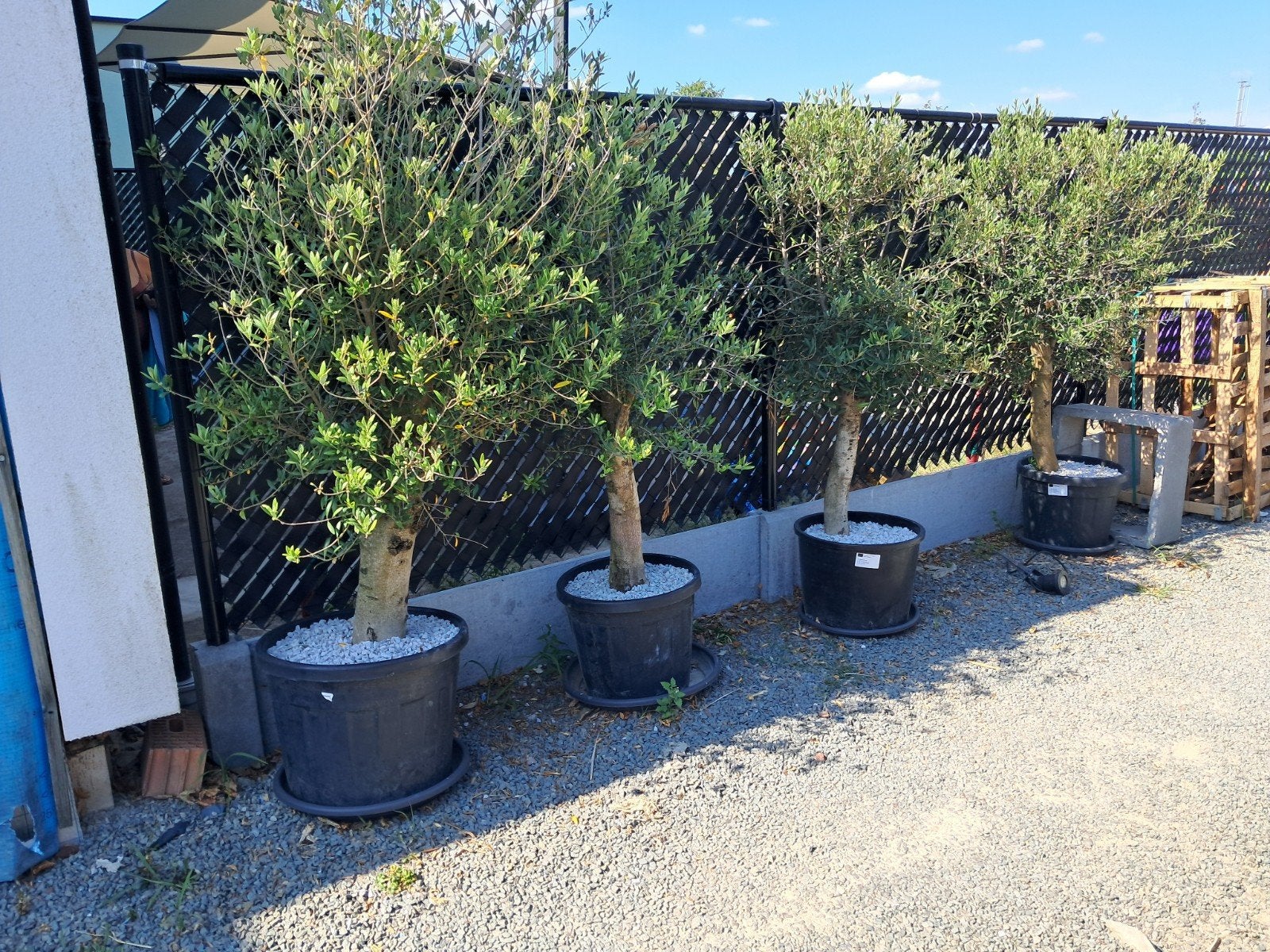 olijfboom, Ophalen, In pot, Olijfboom