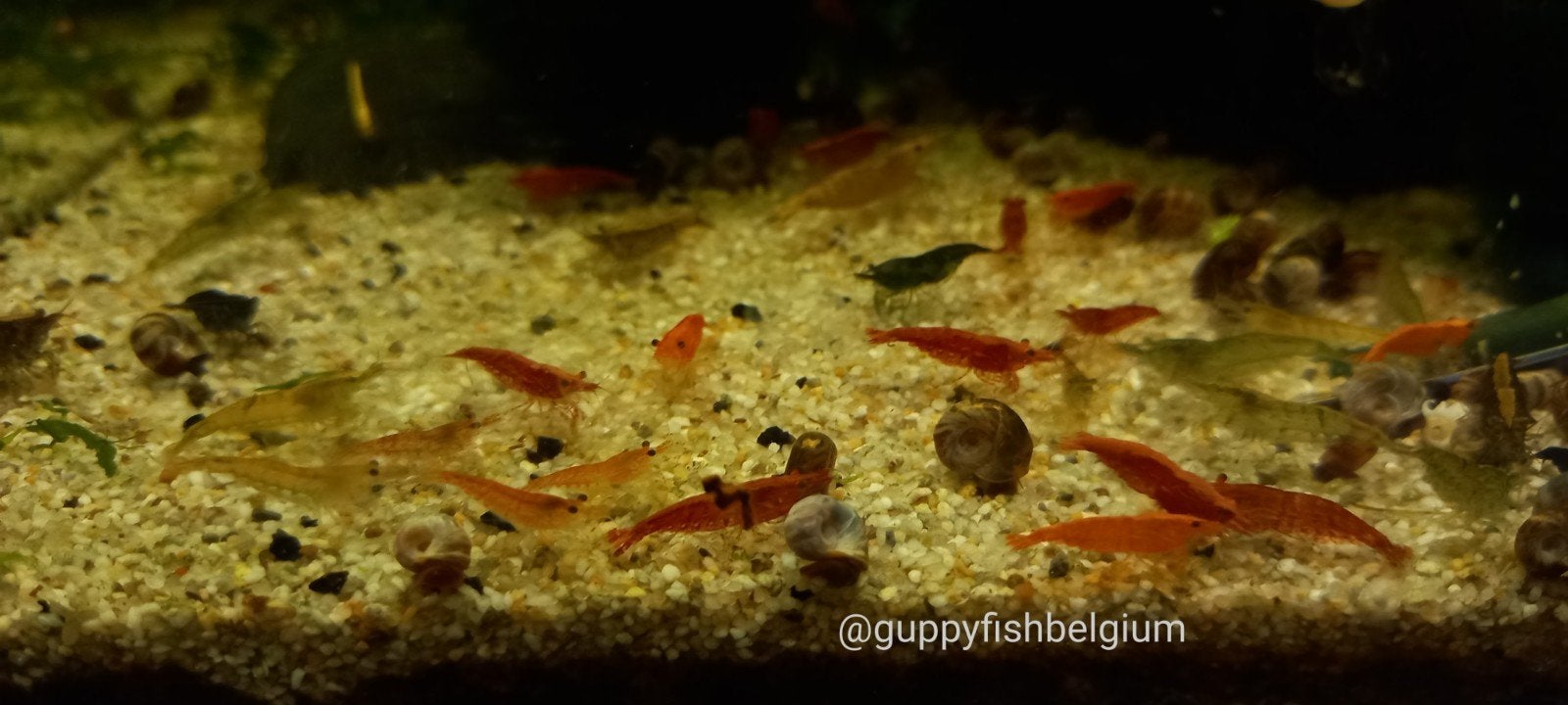 neocaridina garnalen, Animaux & Accessoires, Homard, Crabe ou Crevette, Poisson d'eau douce, Banc de poissons