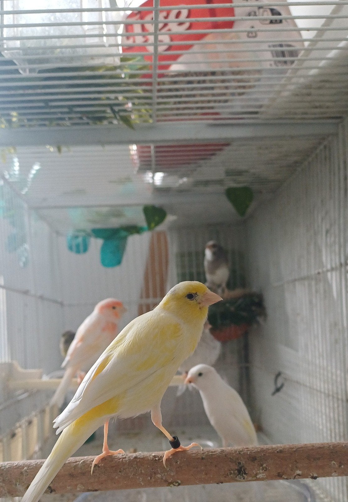 kanaries, Dieren en Toebehoren, Vogels | Kanaries