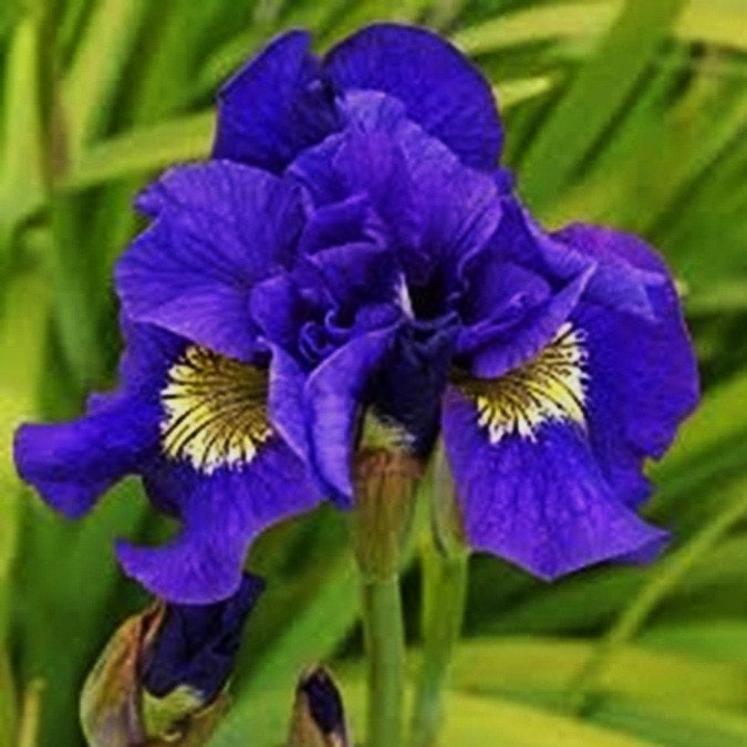 Iris siberica vivace « Concorde Crush », Autres espèces, Printemps, Plein soleil, Enlèvement