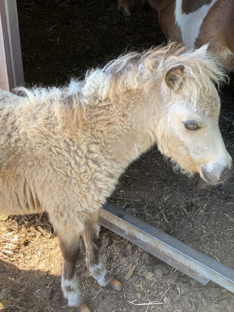 Leuke veulens, Animaux & Accessoires, Poneys, Étalon