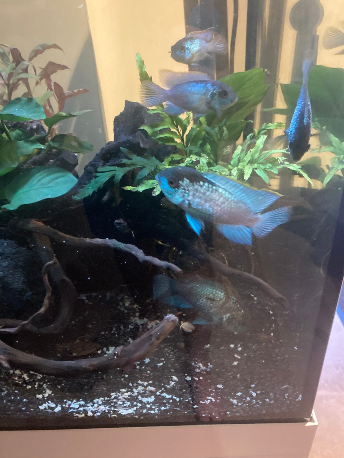 6 Electric blauwe acara vissen, Dieren en Toebehoren, Vissen | Aquariumvissen, Vis, Zoetwatervis, Schoolvis