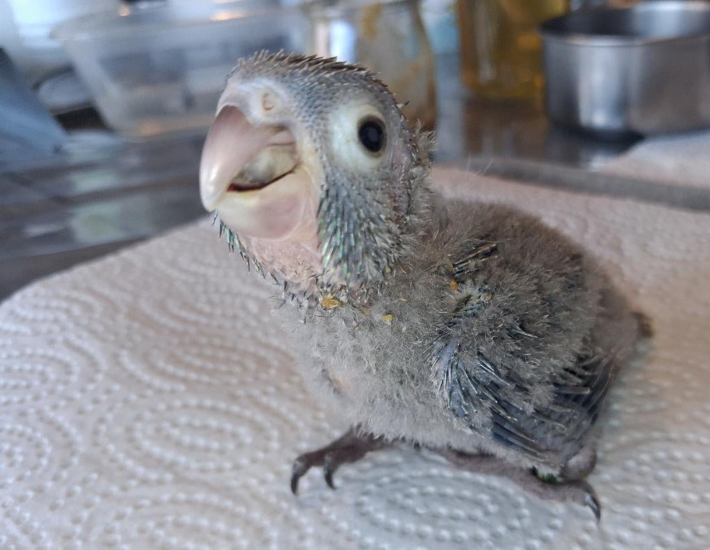 Handtamme pyrrhura, Meerdere dieren, Parkiet, Geringd