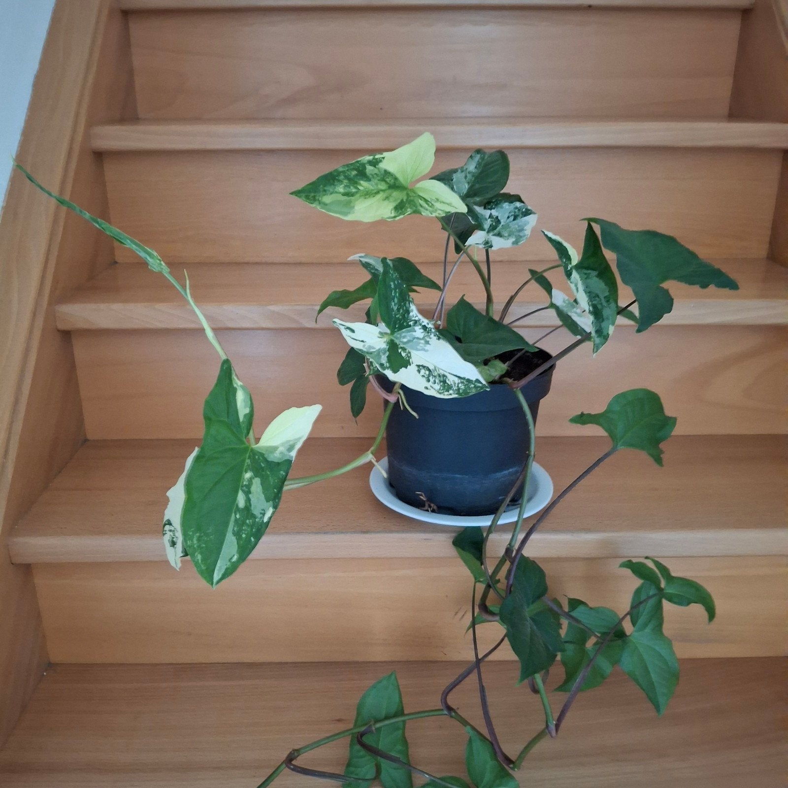 Syngonium Albo Variegated, Ophalen