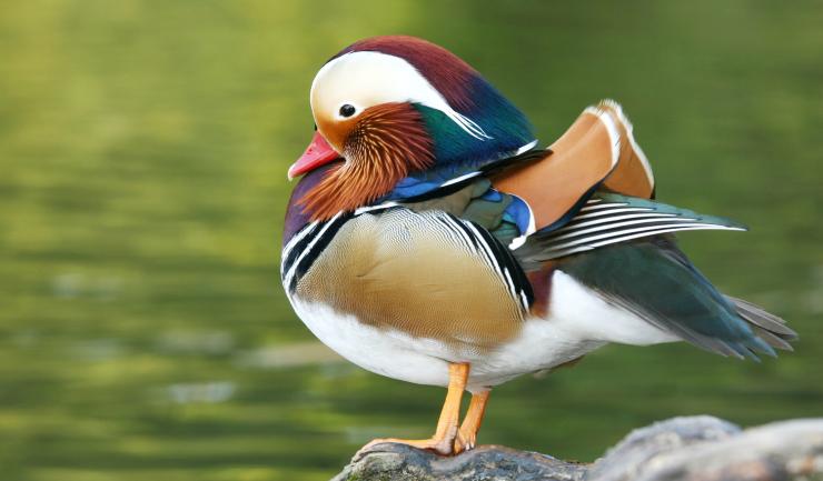 BROEDEIEREN Mandarijneend beschikbaar, Geslacht onbekend, Eend