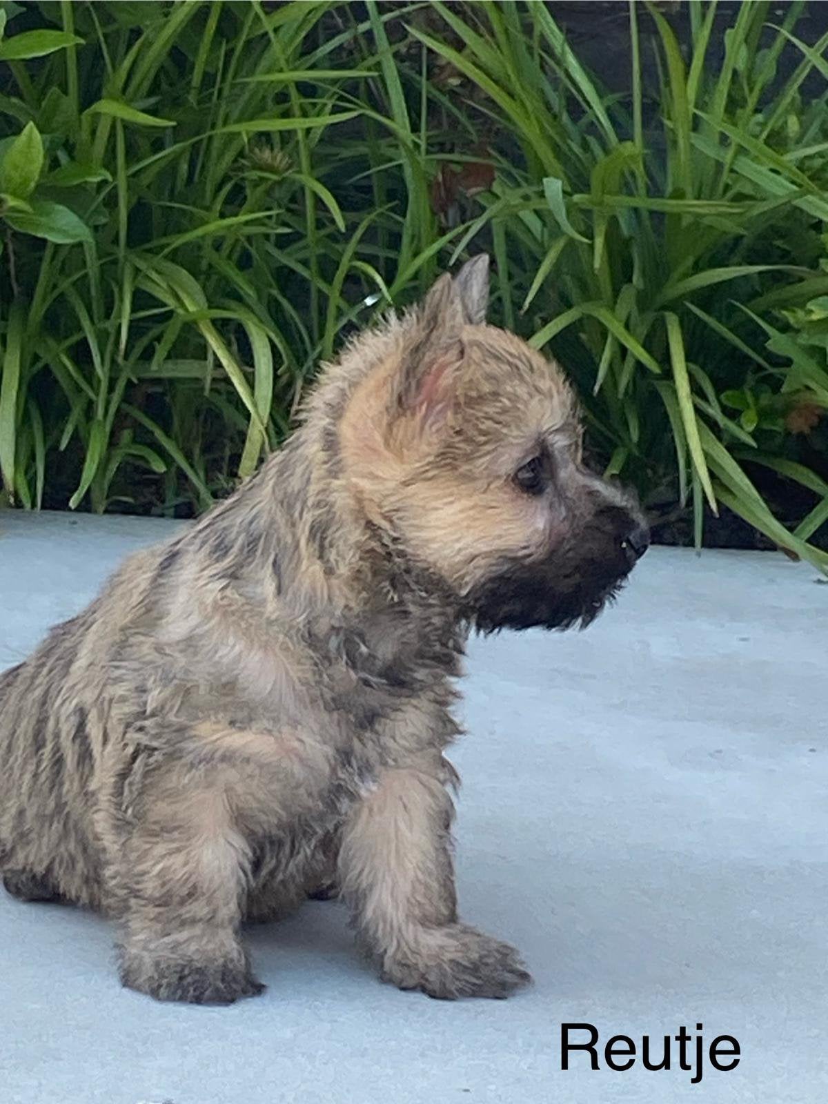 Chiots Cairn Terrier, Animaux & Accessoires, Chiens | Jack Russell & Terriers, Autres races, Plusieurs, Hépatite contagieuse (maladie de Rubarth)