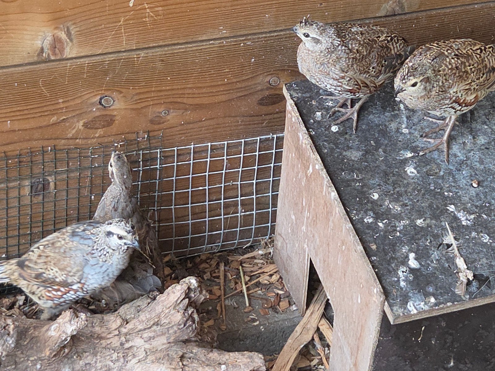 kwartel, Dieren en Toebehoren, Vogels | Overige Vogels
