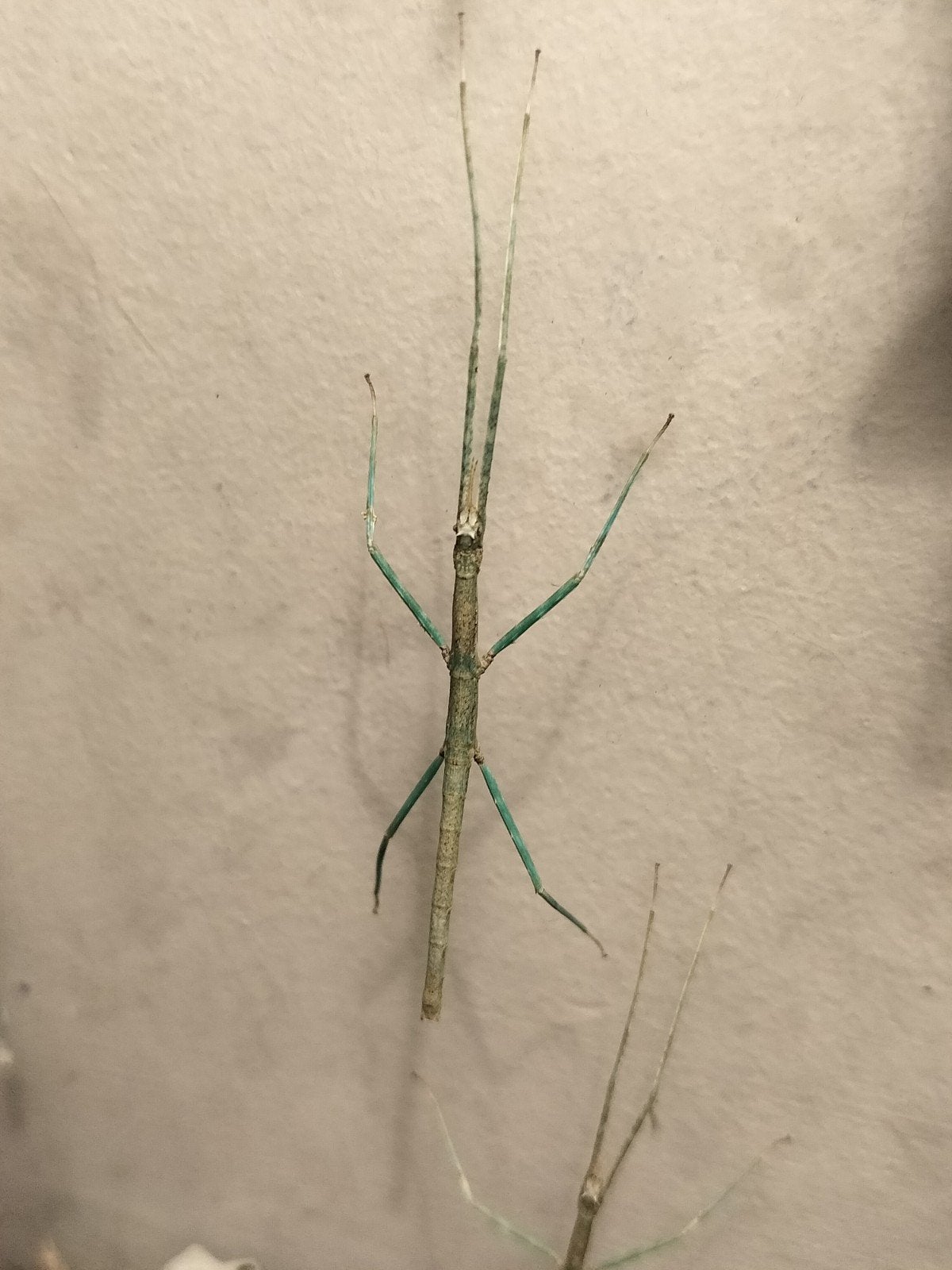 Indische wandelende tak (Carausius morosus), Dieren en Toebehoren, Insecten en Spinnen, Wandelende tak