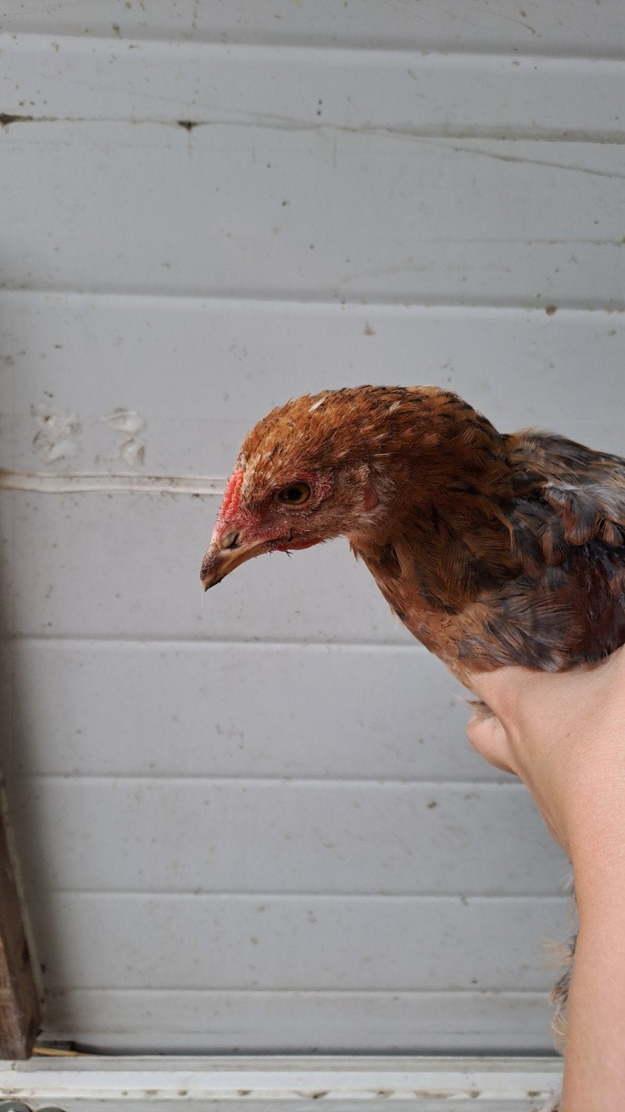 Brahma haan zoekt nieuwe thuis., Domestique